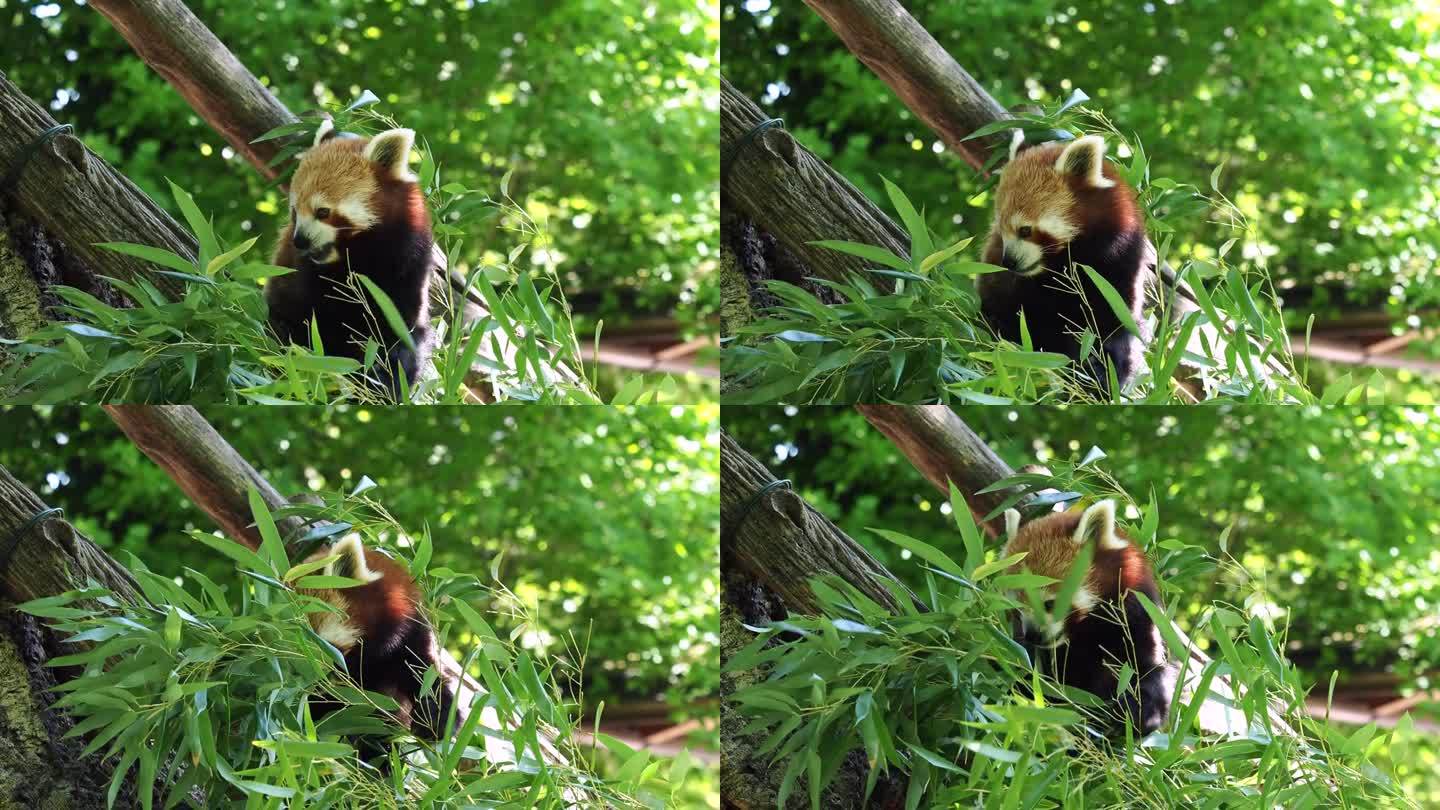 小熊猫，也叫小熊猫，还有坐在树上的红猫熊