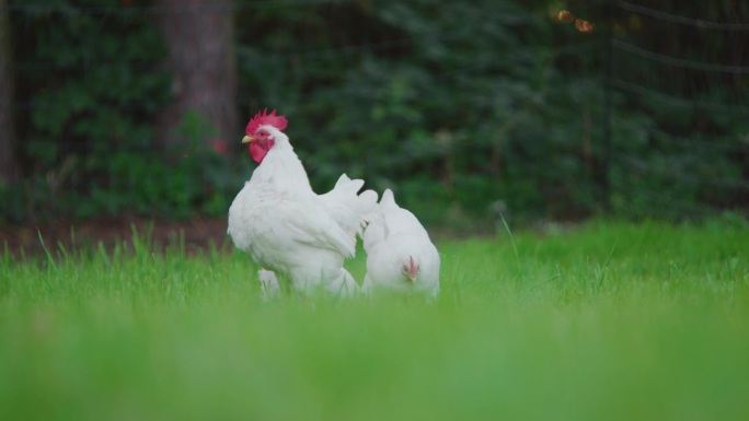 公鸡和母鸡换毛，在草地上奔跑和啄食，公鸡叫，嘟嘟，静止的镜头。
