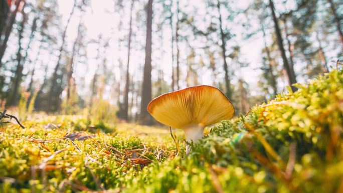 欧洲。延时蘑菇。恶心、呕吐或呕吐。秋天的森林。有条件食用的真菌。阳光穿过树林景观。4K