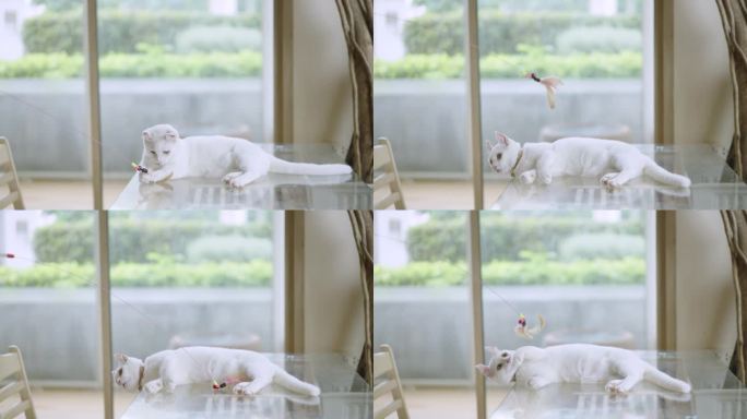 一只手拿着猫的玩具，想和她躺在桌子上的白色短毛小猫玩，但猫觉得有点累，对玩不太感兴趣。