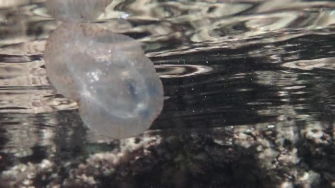 死的夜光水母在地中海，布拉瓦海岸- Palamós，卡拉福斯卡