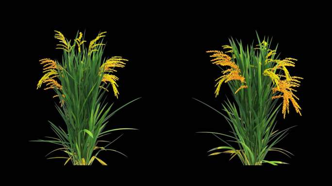 金色水稻旋转动画-带透明通道
