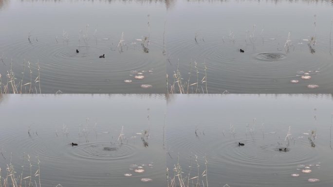 水中野鸭嬉戏场景