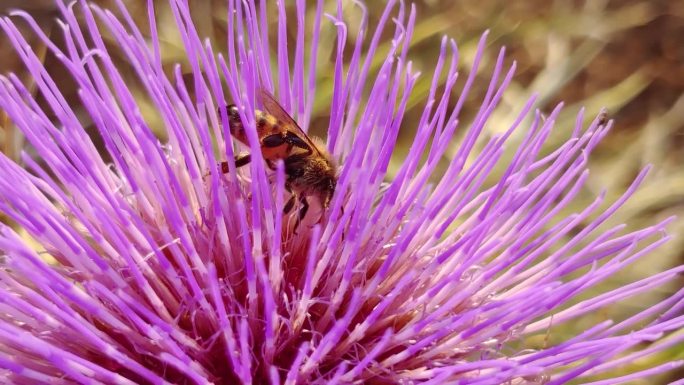 前景中，一只蜜蜂正栖息在一片杂草丛生的紫色花朵上