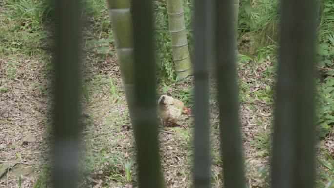竹林中的散养鸡
