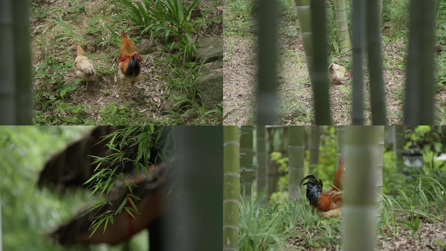 竹林中的散养鸡