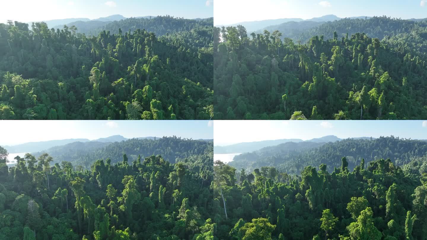鸟瞰印尼拉贾安帕郁郁葱葱的雨林