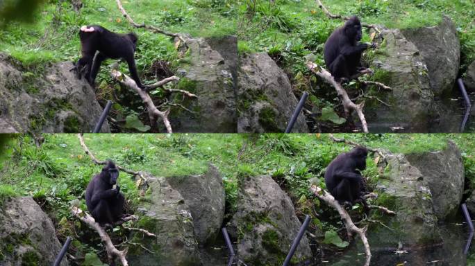 冠状猕猴从池塘里捡树叶吃