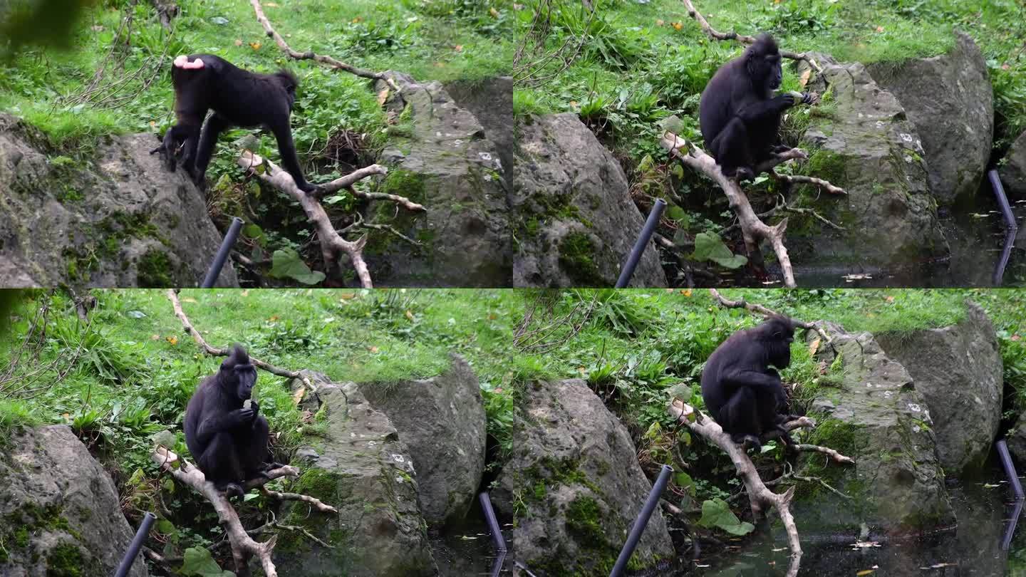 冠状猕猴从池塘里捡树叶吃