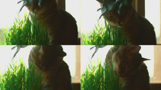 猫吃草的画像。可爱的灰须坐在窗台上嚼着花盆里种的小麦芽，诠释了家畜健康营养的理念