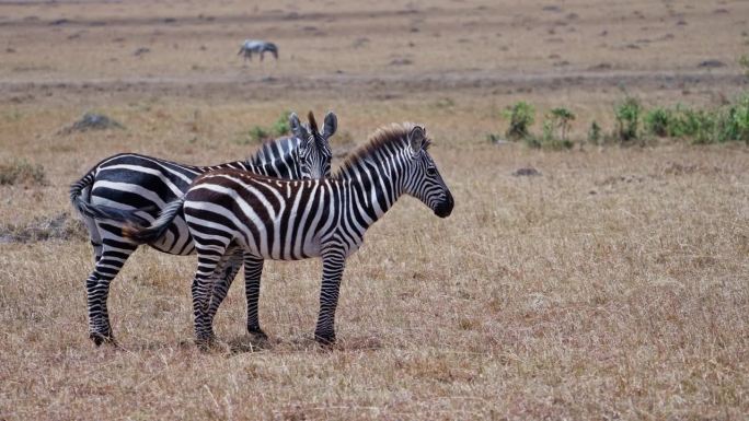马赛马拉国家保护区的草原上，吃草的斑马妈妈和小斑马