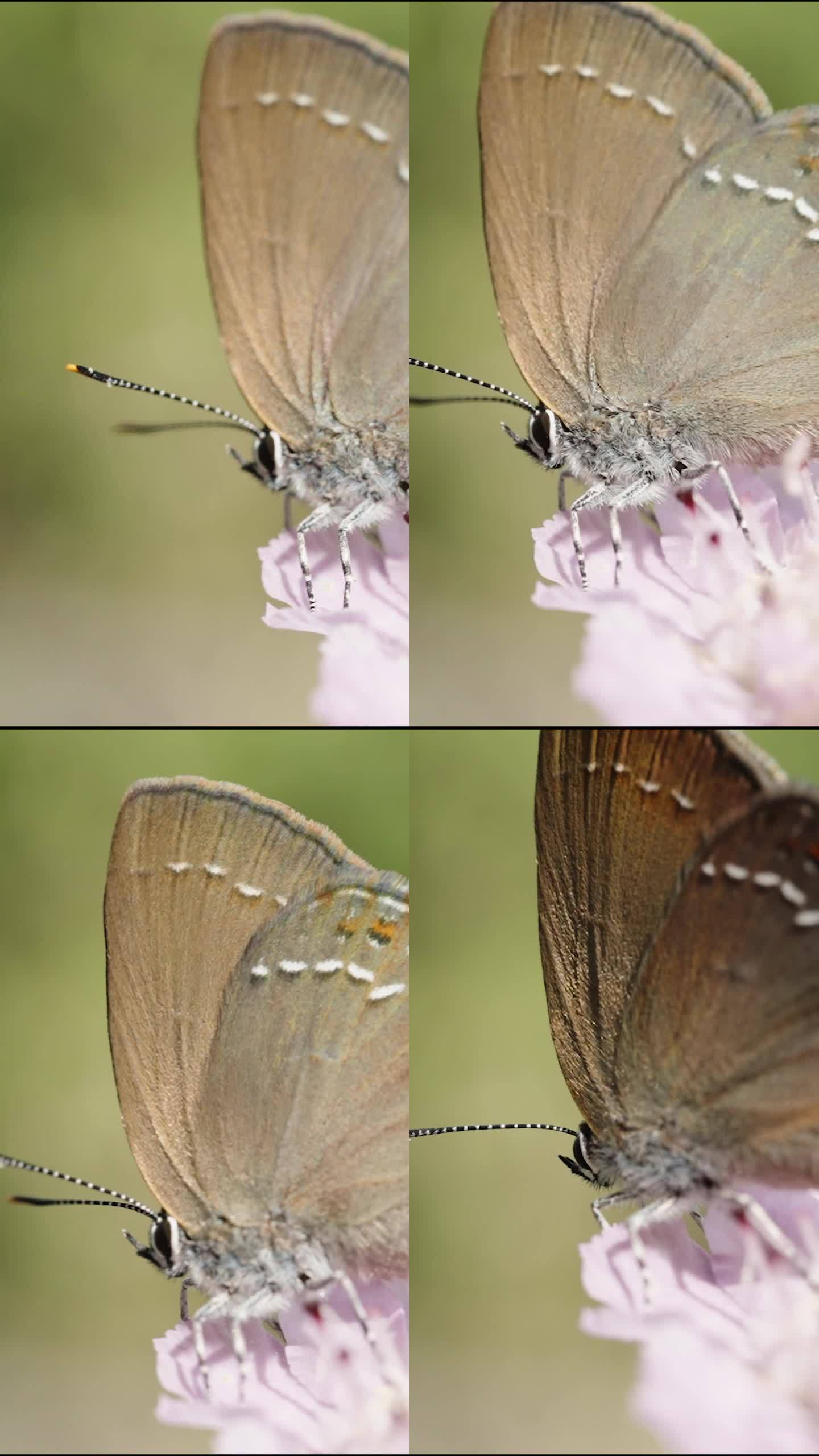 一只蝴蝶在阳光下闪闪发光，它的翅膀是彩虹色的，正从一朵紫色的花上起飞。微距镜头，慢镜头。垂直视频。