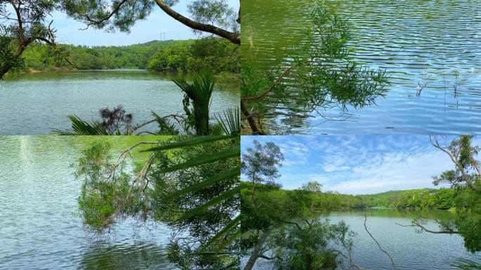 清澈的湖水泛清波 湖景悠悠