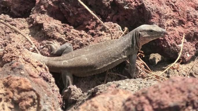 大加那利岛的巨型蜥蜴