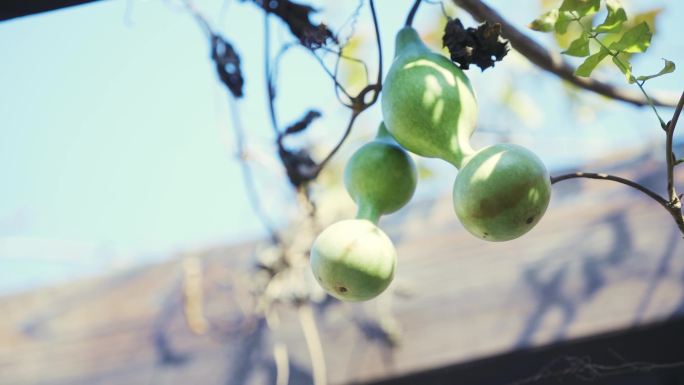 野生葫芦