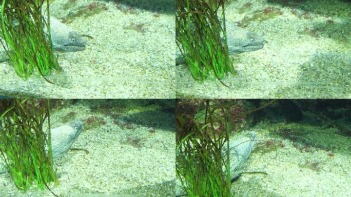 海鳗鱼在水底游泳