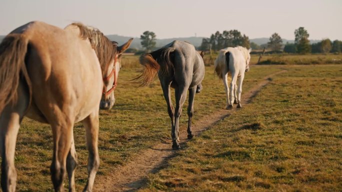 三匹马在晴朗的天空下在草地上列队行走