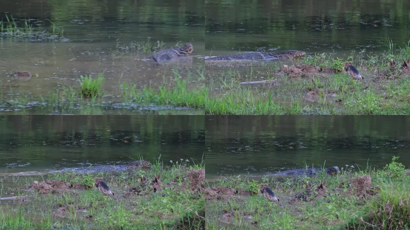 在左边，一只巨蜥静静地躺在地上，当镜头移向右边时，可以看到另一只巨蜥在水里涉水，前面是一只苍鹭和飞舞