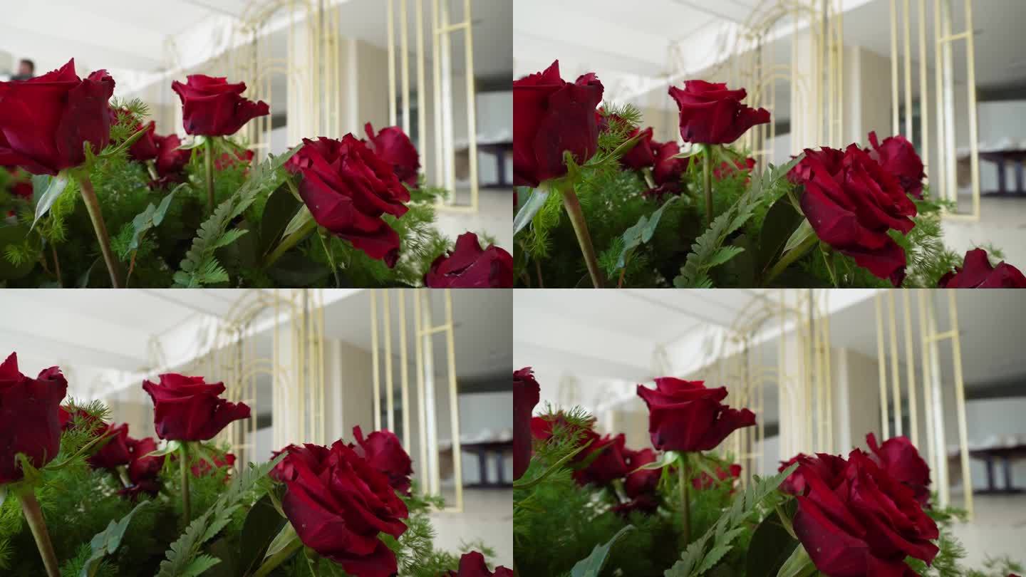 彩色抽象背景的红色，白色和粉红色的玫瑰，千朵玫瑰