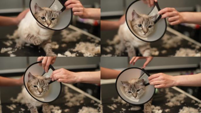 特写:无法辨认的女美容师在猫的脖子上套上保护兽医的圆锥形项圈，以便修剪和剃须。有爱心的宠物主人协助杂