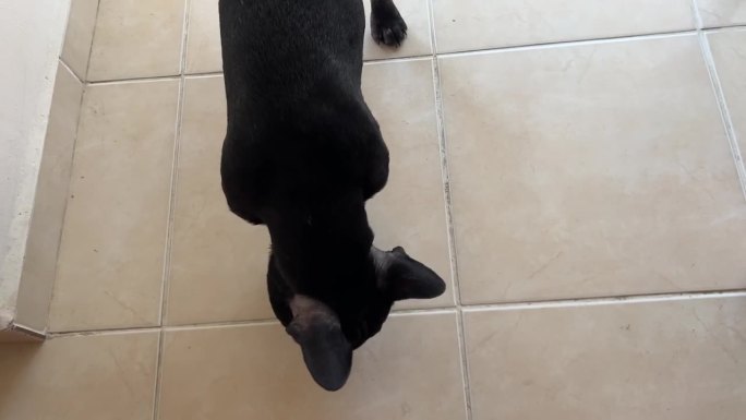 可爱的法国哈巴狗在家里啃骨头玩具。