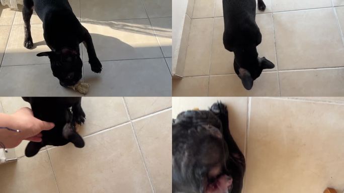 可爱的法国哈巴狗在家里啃骨头玩具。