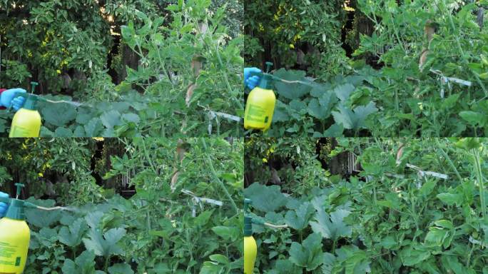 园丁用硫酸铜溶液处理西红柿以去除霉菌。一名妇女用硫酸铜喷洒西红柿以防止它们生病。园艺的概念。