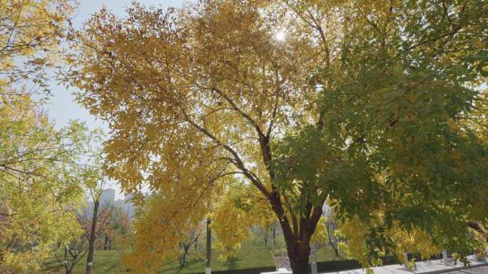 公园美丽秋天树叶枫叶白腊黄枦银杏