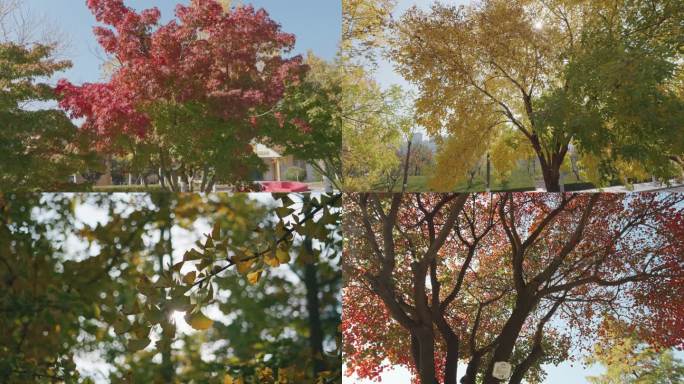 公园美丽秋天树叶枫叶白腊黄枦银杏