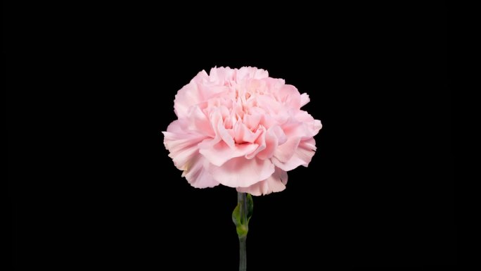 美丽的时间流逝开放粉红色康乃馨花