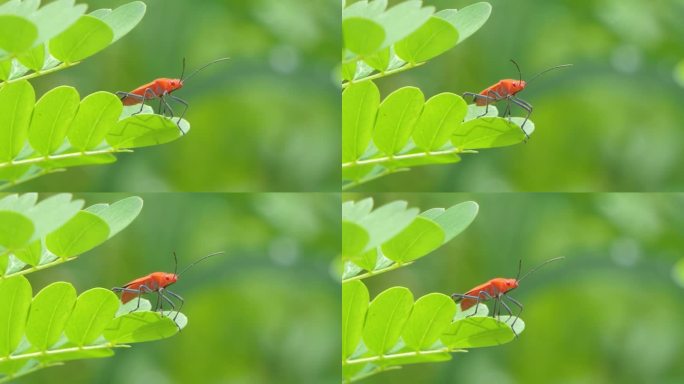 绿叶上的红棉虫。