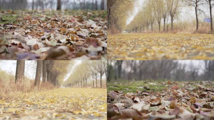 秋天空镜头秋色落叶凄凉树叶落下