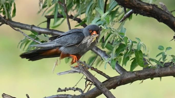 红脚隼，西方红脚隼- Falco vespertinus，雄性栖息与嘴里的蝗虫