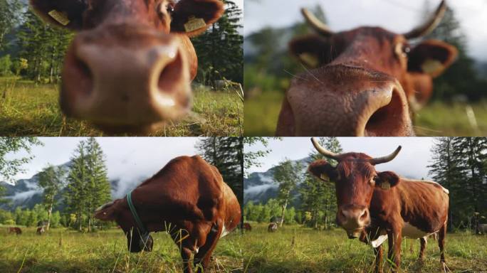 特写:奶牛对着镜头露出鼻子，拍打农场里的苍蝇