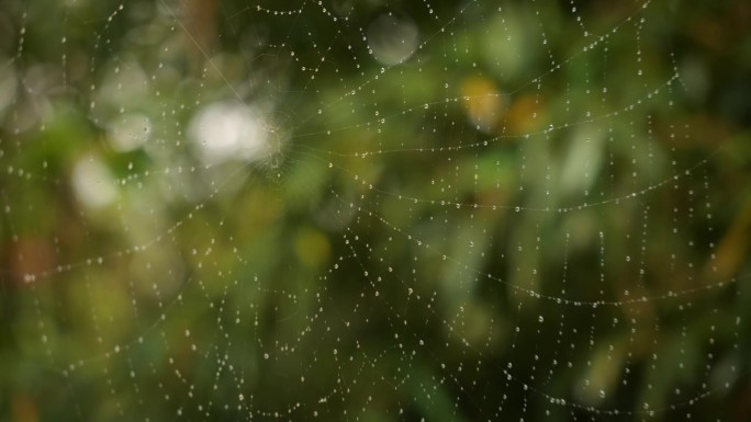 视频显示自然界中的蜘蛛网和雨滴