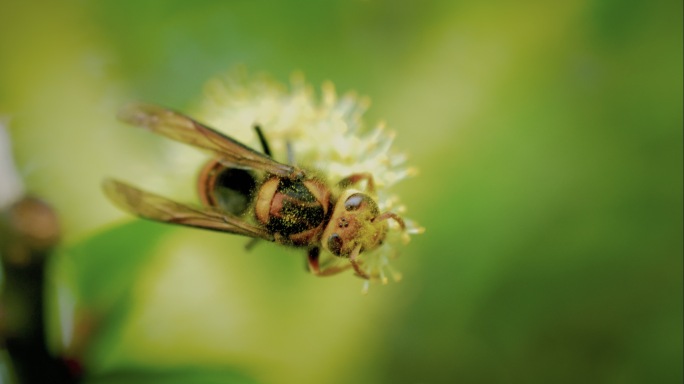 昆虫 蜜蜂 黑峰 土蜂 升格