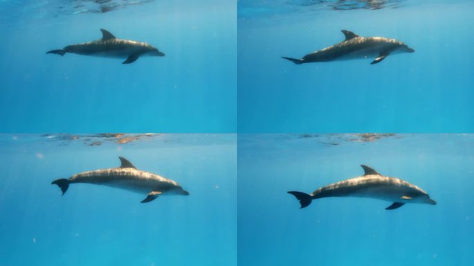 海豚航行在蔚蓝的大海-水下拍摄
