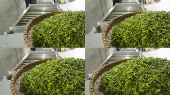中国茶的手工制作过程，采摘，烘干，炒茶，