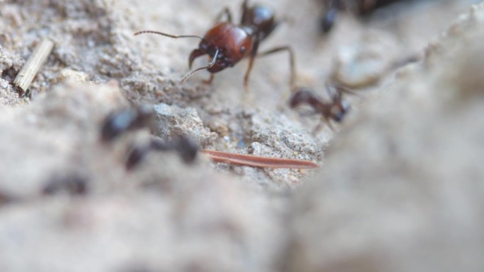 蚂蚁排成一排来回移动。慢动作视频，微距镜头…
