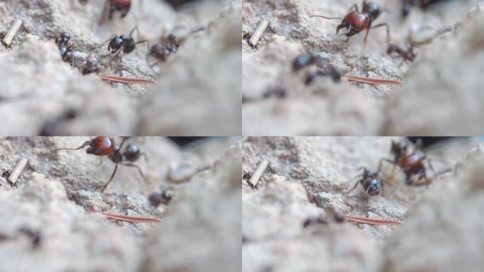 蚂蚁排成一排来回移动。慢动作视频，微距镜头…