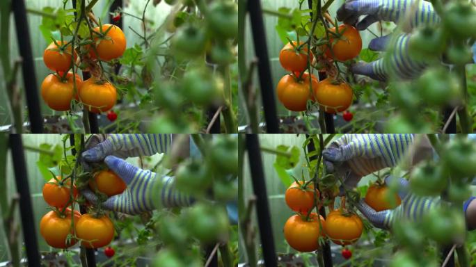在温室里收割西红柿的妇女。种植蔬菜的农场。
