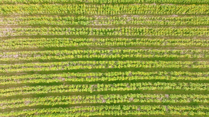 高清航拍油菜花油菜田基地4k视频背景素材