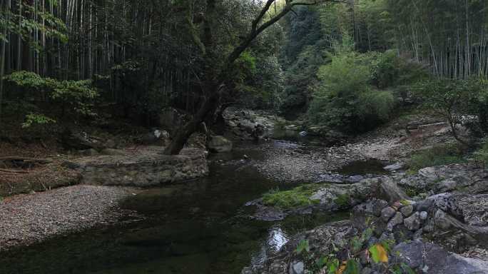 【合集】山涧溪流森林竹林风景