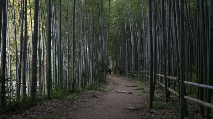 唯美竹林