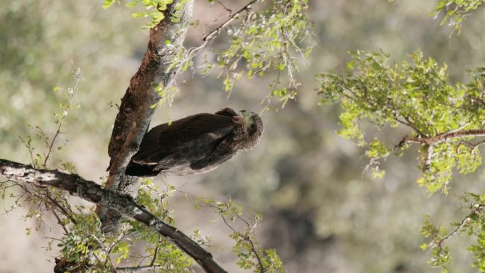 野生鹰坐在树枝上的垂直视图，背景模糊。