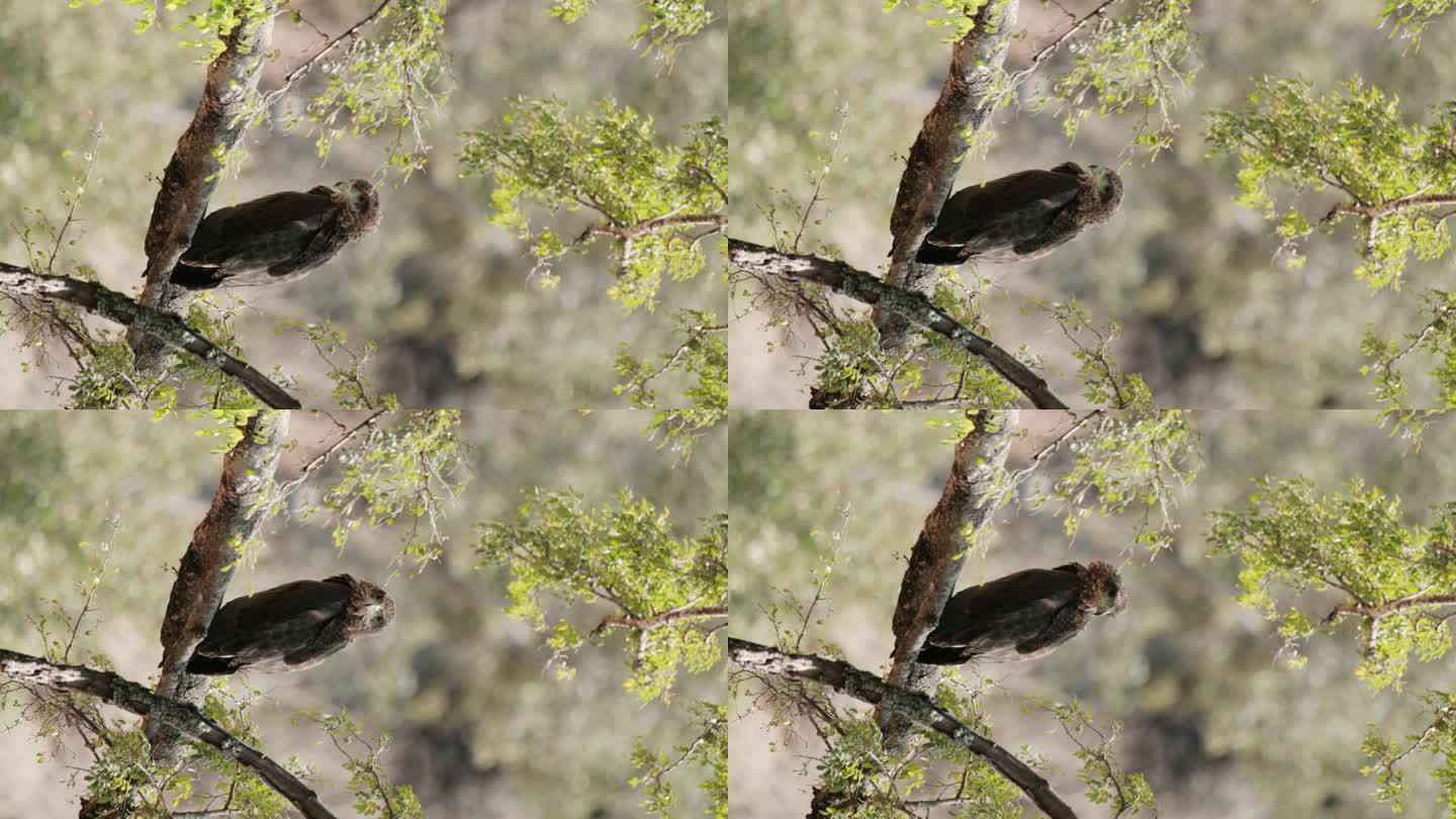 野生鹰坐在树枝上的垂直视图，背景模糊。