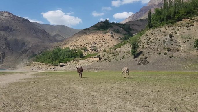 几头驴在牧场上自由地吃草和中亚景观，广阔视野