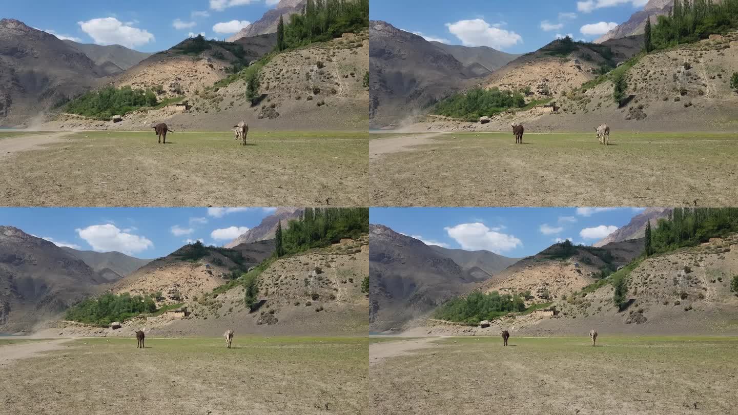 几头驴在牧场上自由地吃草和中亚景观，广阔视野