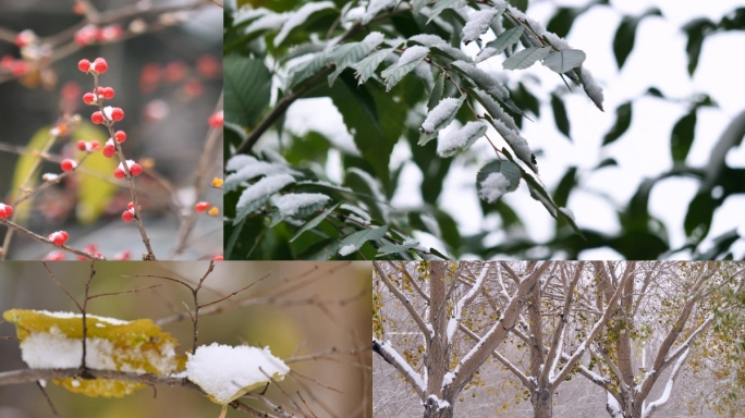 冬天的第一场雪 雪景 积雪唯美植物