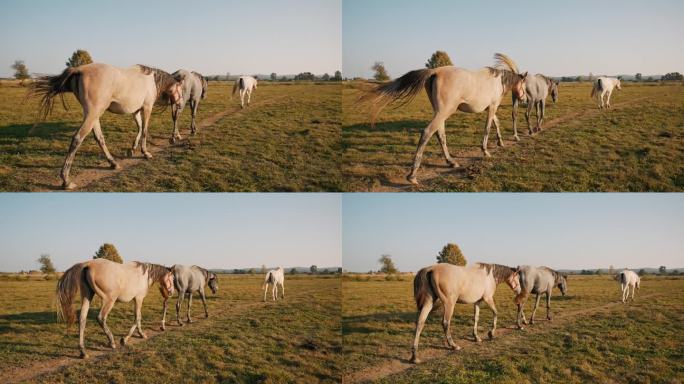 三匹马在晴天蓝天下的草地上散步